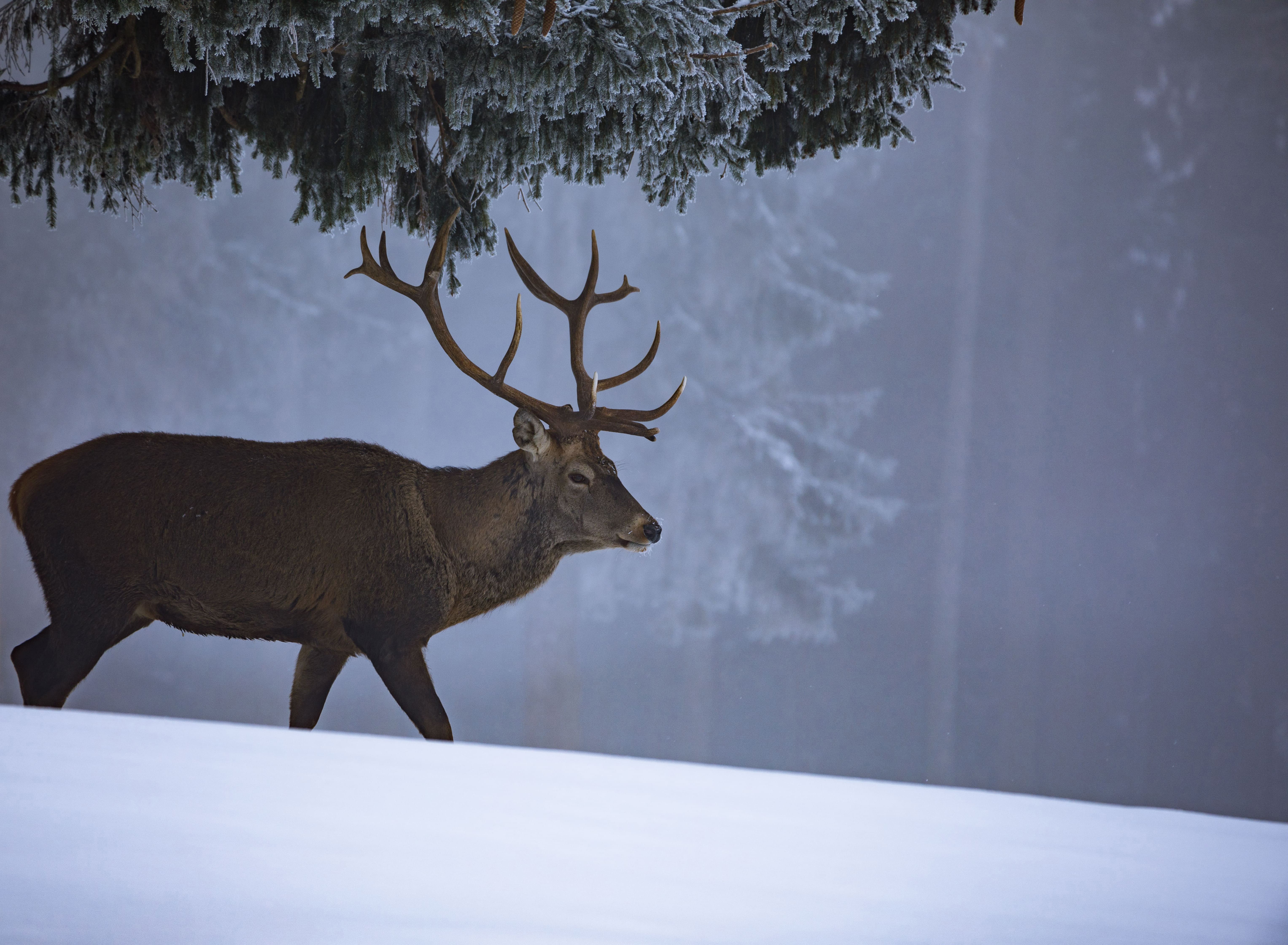 Поведение благородного оленя в ноябре-декабре в Беларуси: подготовка к зиме и сбросу рогов